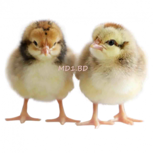 Giống gà ta chọn lọc MD1.BĐ Minh Dư