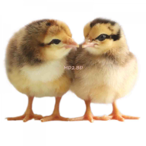 Giống gà ta chọn lọc MD2.BĐ Minh Dư