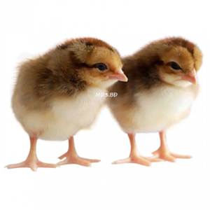 Giống gà ta chọn lọc MD3.BĐ Minh Dư