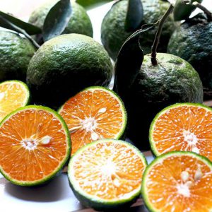 Cam sành núi ông Diệu