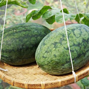 Dưa hấu dài có hạt