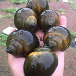 Ốc bươu đen A Trí Mỹ Hiệp