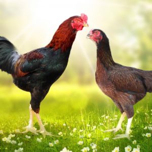 Con giống gà ta Cao Khanh DÒNG GÀ TA LAI CHỌI CK1-BĐ