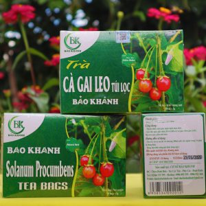 Trà túi lọc cà gai leo