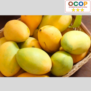 Xoài cát Phù Cát Nguyễn Ngọc