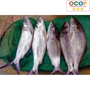 Cá chua Ngọc Dương