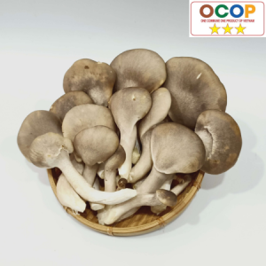 Nấm bào ngư sạch Trần Đình Hướng