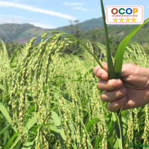 Nếp Bàu Chánh Trạch