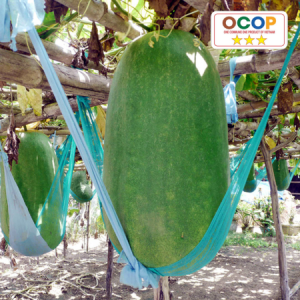 Bí đao Chánh Trực Mỹ Thọ