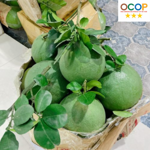 Bưởi da xanh Làng Cam