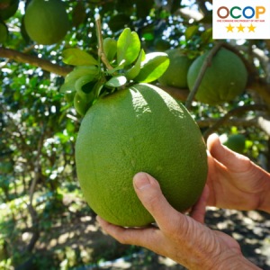 Bưởi da xanh Mộng Hoa