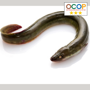 Cá chình nuôi Châu Trúc