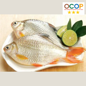 Cá diếc Mỹ Thắng