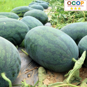 Dưa hấu Hoài Châu Bắc