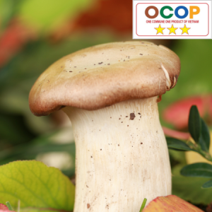 Nấm Bào ngư Anh Thiết.