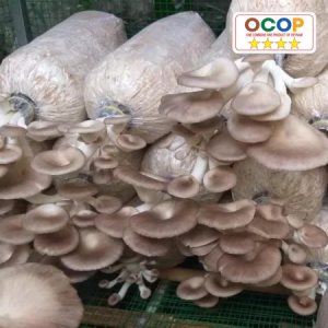 Nấm Bào ngư xám