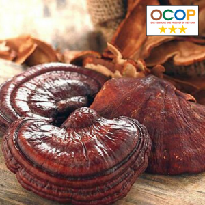 Nấm linh chi Bình Châu