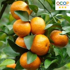 Quýt đường Làng Cam