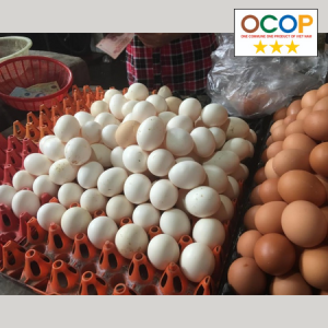 Trứng gà Minh Trí