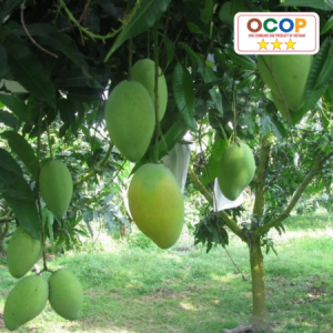 Xoài 8 Hùng Mỹ Hiệp