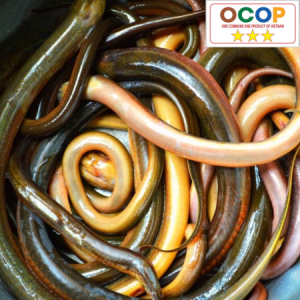 Thịt Lươn đồng