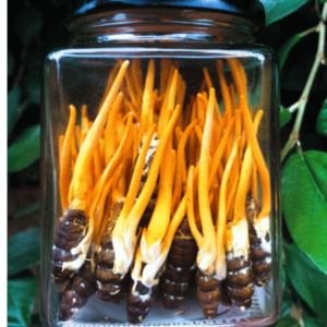 Đông trùng hạ thảo